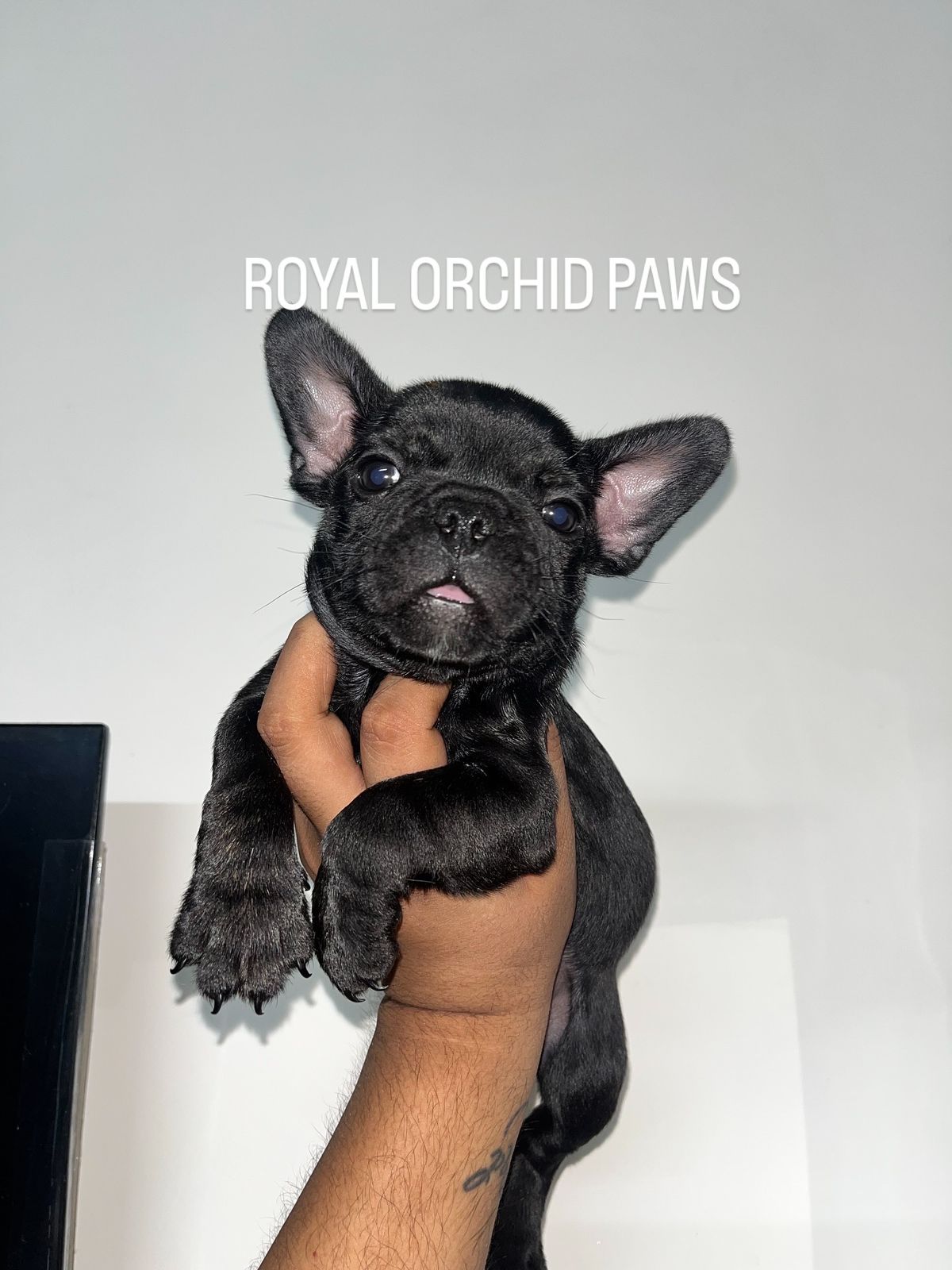 Image of FRENCH BULLDOG posted on 2022-03-26 13:00:08 from NEW DELHI